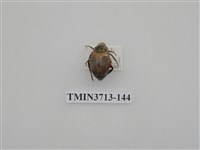 藏品(金龜子科)的圖片